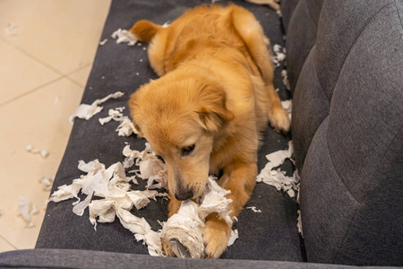 狡猾的金毛猎犬在客厅咬厕纸图片