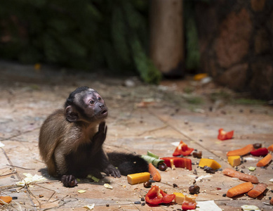 小猴子坐在地上吃水果