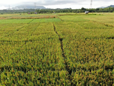 作物 婆罗洲 工作 大米 风景 天际线 小屋 灌溉 房地产