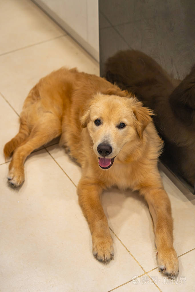 可爱的金毛猎犬微笑的肖像
