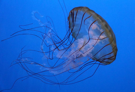 太平洋荨麻水母的特写镜头图片