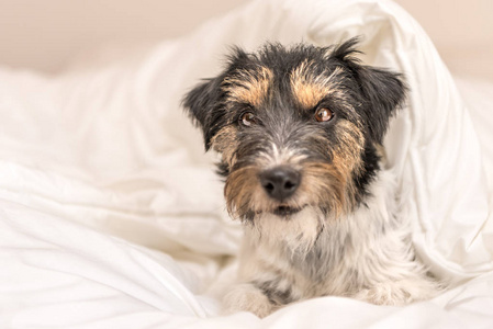 Funny little Jack Russell Terrier dog  is lying and sleeping in 