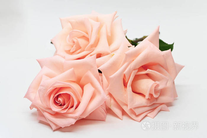 三朵美丽的玫瑰金色的花在白色的背景上