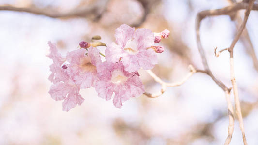 天空 植物学 美丽的 浪漫 花园 粉红色 牡丹 情人 季节
