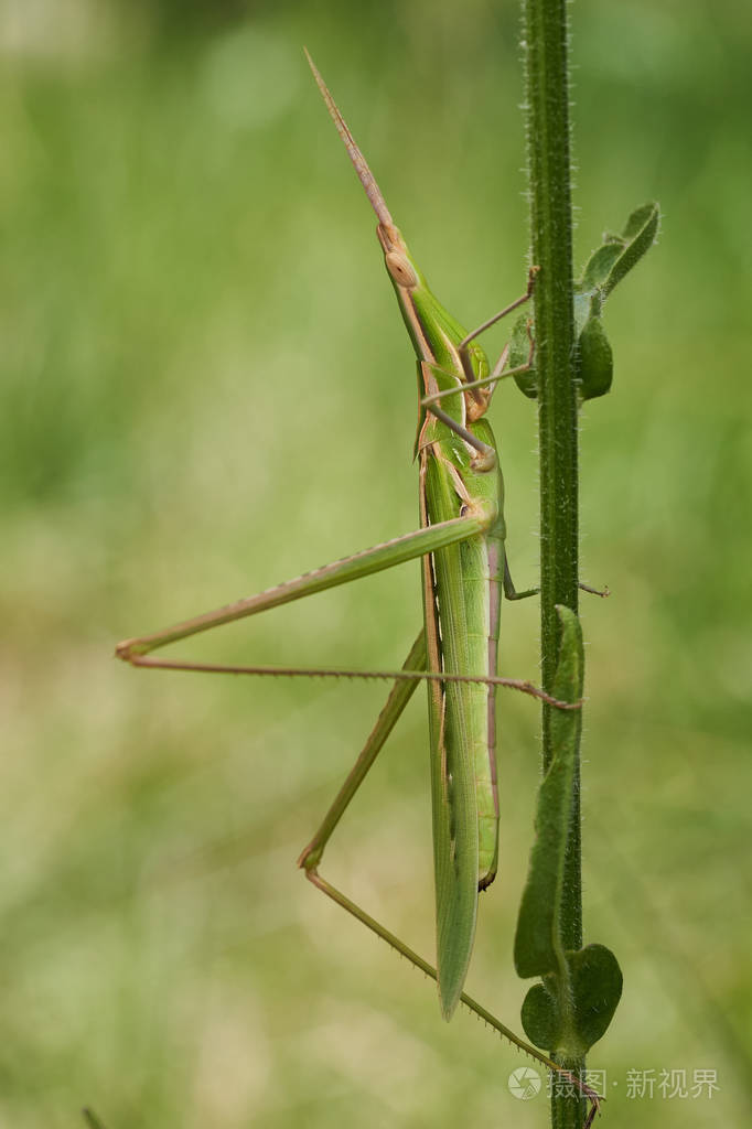 绿蚱蜢acridaungaricakrkbaska克罗地亚