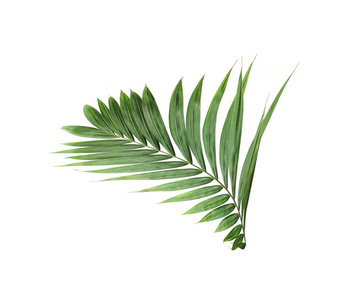 热带自然绿色棕榈叶孤立图案背景
