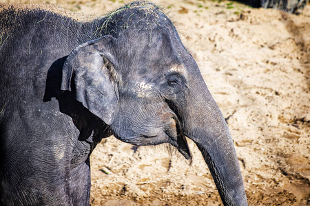 可爱小象的特写照片。亚洲象，又称亚洲象。这是头部轮廓。该种分布于印度次大陆