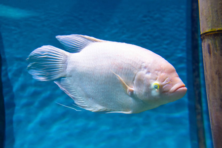 在海洋背景的水族馆里有鳞片的白鱼。