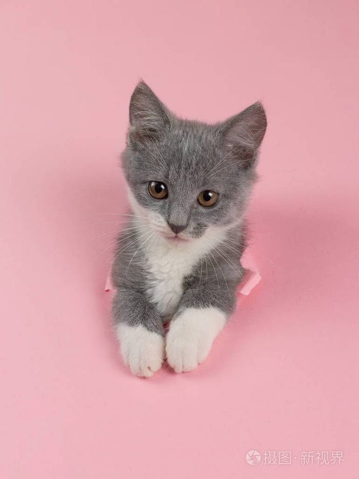小猫正从粉红色纸上的破洞里看调皮的基蒂不寻常的概念复制空间