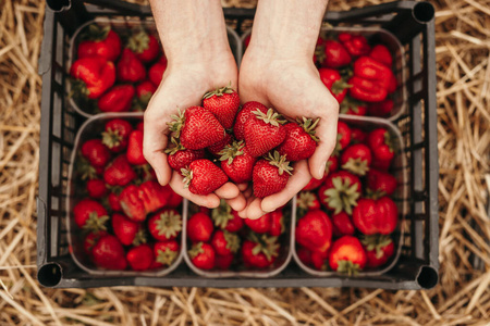 展示成熟草莓的农场主图片