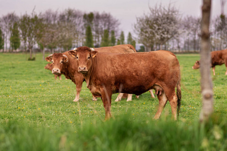 在法国诺曼底的一片田野上，棕牛吃草