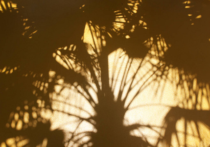 金色墙壁背景上的热带自然阴影棕榈叶