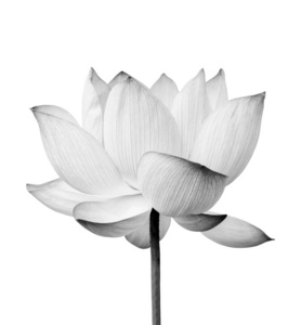 白色背景上孤立的黑白莲花.文件包含剪辑路径,所以工作起来很容易.