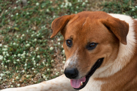 young happy pet dog laying on grass 