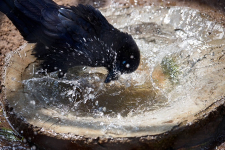 黑乌鸦解渴炎热,阳光明媚,夏日闷热,在水花飞溅中洗澡.