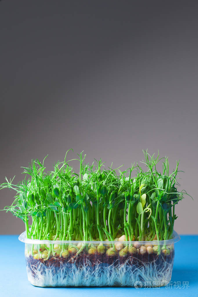 幼嫩的蔬菜豌豆芽灰色背景微绿色