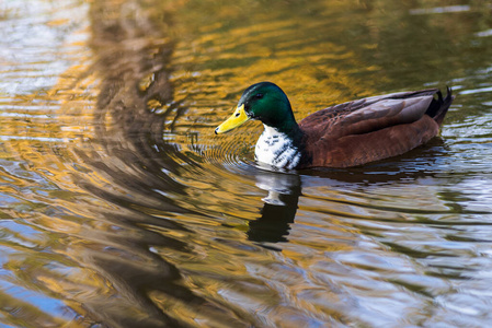 冬天在西班牙池塘里游泳的鸭子图片