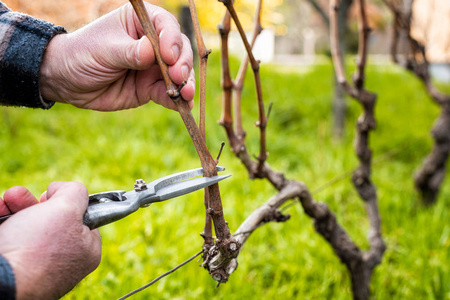农夫冬天修剪葡萄藤.农业.照片