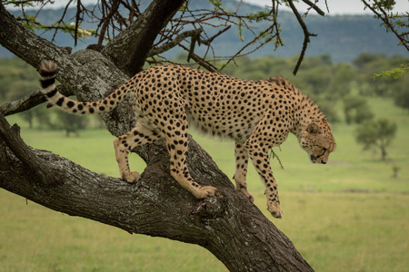 雄猎豹准备爬下树