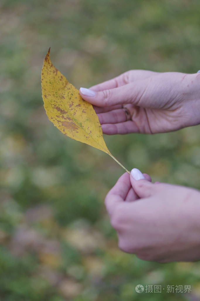 落叶秋林照片-正版商用图片29g1q2-摄图新视界