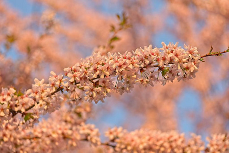 樱花樱花树的特写镜头图片