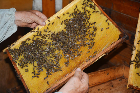 木质框架蜂窝。养蜂人拿着木架与蜂巢和蜜蜂合影。