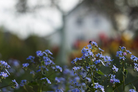 蓝色勿忘我Myosotis，蝎子草背景是明亮的郁金香和房子，背景很漂亮。家居景观