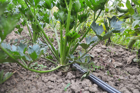 芹菜在滴灌的土壤中生长