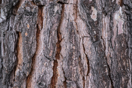 插图 松木 植物 环境 树干 纹理 保护 木材 建设 材料