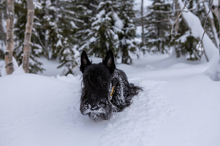 冬天，冰冻的苏格兰猎犬在森林里寒冷的雪地里玩耍