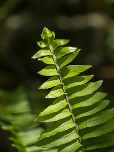 蕨类植物叶子特写镜头