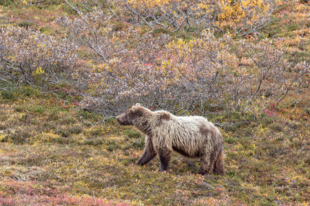 哺乳动物 阿拉斯加 风景 自然 灰熊 捕食者 野生动物 动物