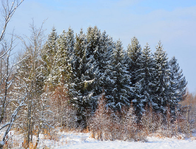 森林 美丽的 木材 暴风雪 圣诞节 公园 季节 假期 风景