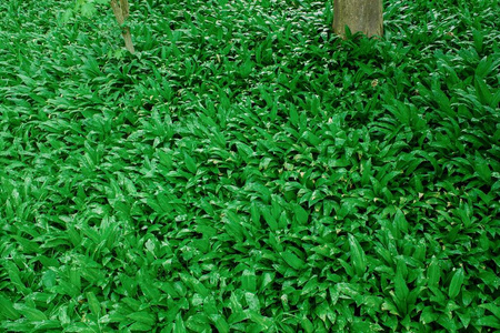 雨后野蒜熊蒜园森林图片