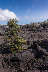 1961年熔岩上的小树，基拉韦厄火山，夏威夷，美国。