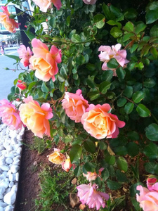 墙纸 自然 花园 庆祝 开花 玫瑰 花束 花的 天空 美丽的