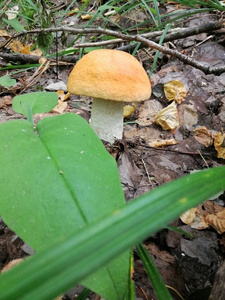卡片 秋天 蘑菇 打印 季节 植物 树叶 自然 猎人 森林