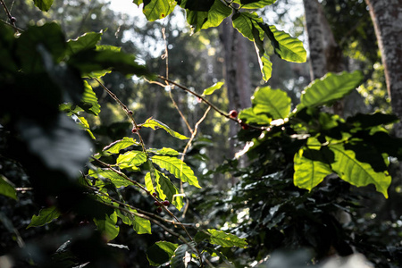 亚洲大树下的咖啡种植园