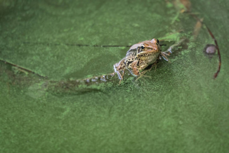 池塘里的绿色小青蛙图片