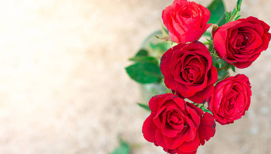  Top view of the red rose on blurred background