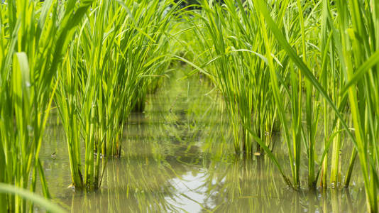 水稻植株有足够的水分,进入收获季节,就必须保持水分,使水稻的根变得
