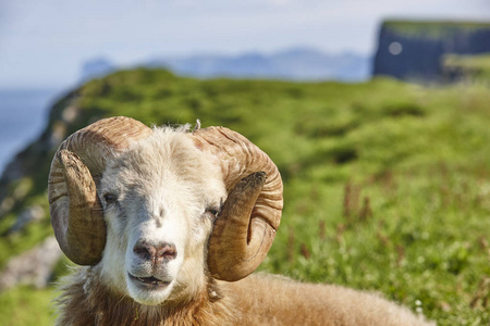 法罗群岛蓝天下的头羊羔羊