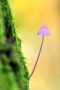 阿姆斯特丹 蘑菇 苔藓 危险的 季节 毒蕈 梦想 生活 幻想