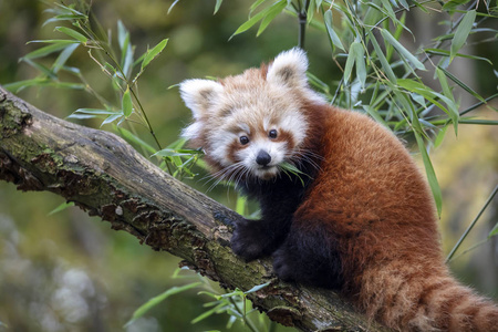 瓷器 野生动物 熊猫 公园 可爱的 自然 动物园 动物 毛皮