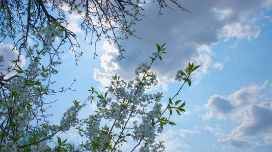 天空 花瓣 美女 盛开 自然 季节 植物 分支 樱桃 花园