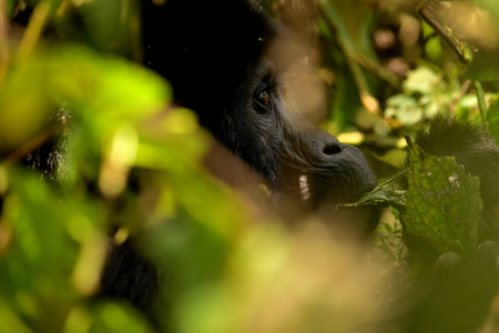 在Bwindi密不可分的森林里，一只雌性大猩猩在吃树叶