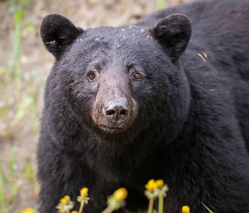 自然 毛皮 哺乳动物 森林 环境 危险的 动物群 北欧 春天