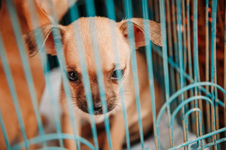 朋友 繁殖 宠物 哺乳动物 可爱极了 可爱的 动物 猎犬