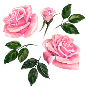 插画红色美女粉红色带绿叶的玫瑰色插画,白色背景上画有独立的水彩画