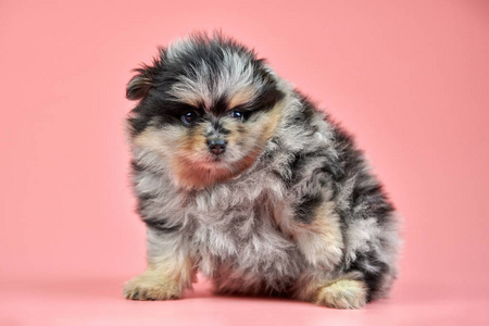 最漂亮的小狗图片